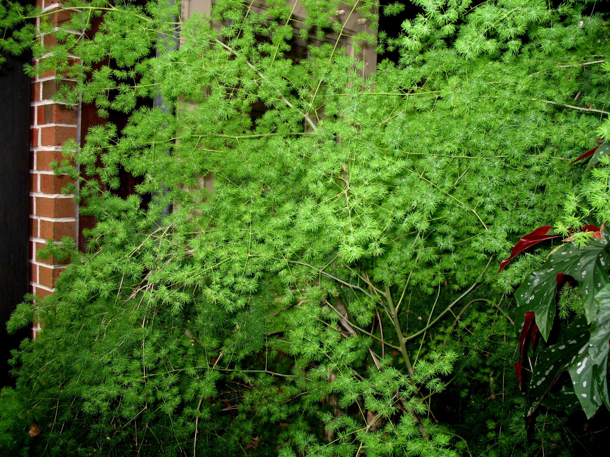 Online plant guide asparagus myriocladus ming fern